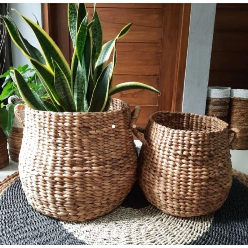 Pot plater Water Hyacinth