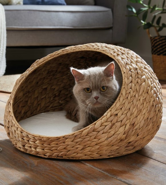 Cat house water hyacinth